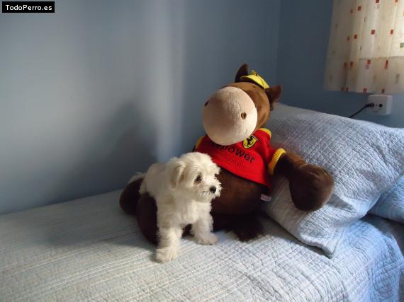 La foto del perro