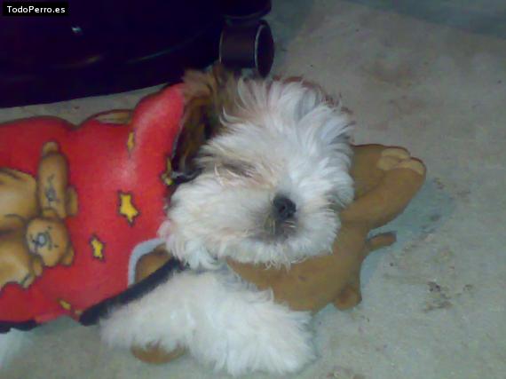La foto del perro