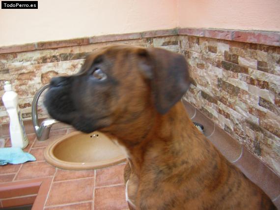 La foto del perro