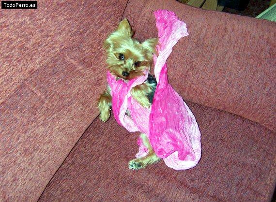 La foto del perro