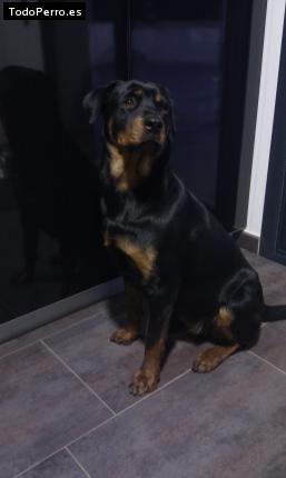La foto del perro