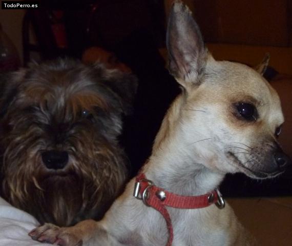 La foto del perro