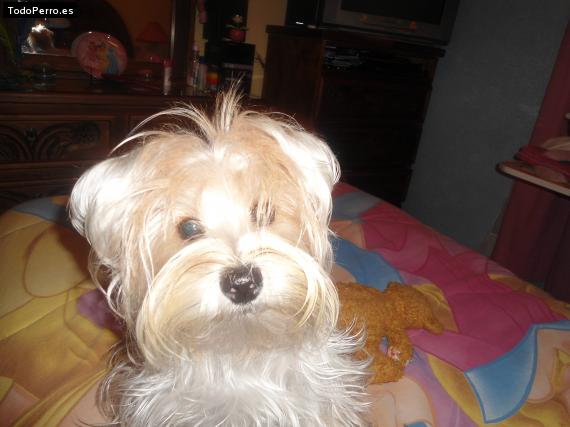 La foto del perro