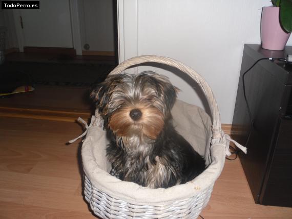 La foto del perro