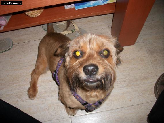 La foto del perro