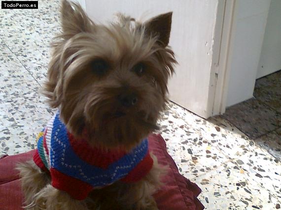 La foto del perro