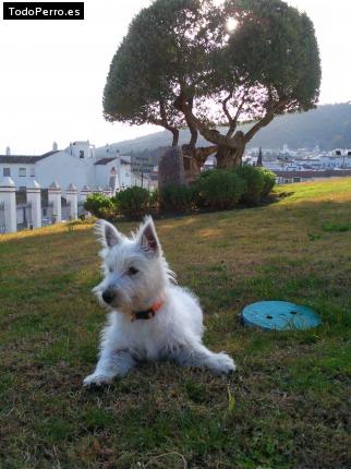 La foto del perro