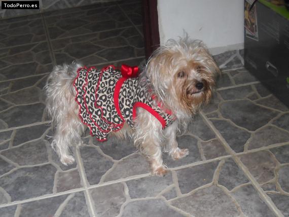La foto del perro