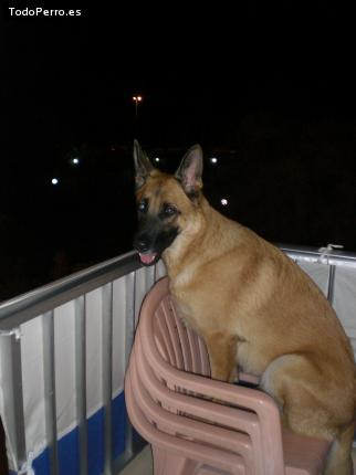 La foto del perro