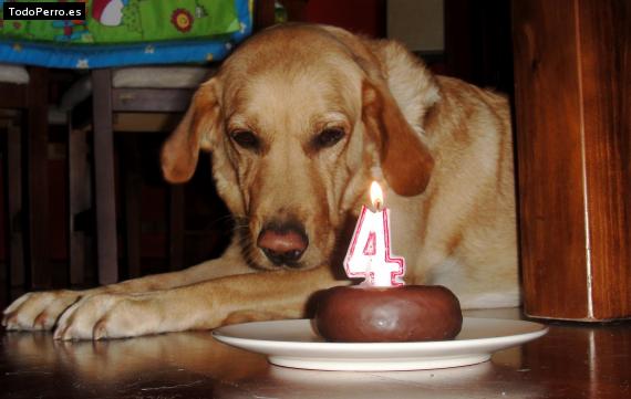 La foto del perro