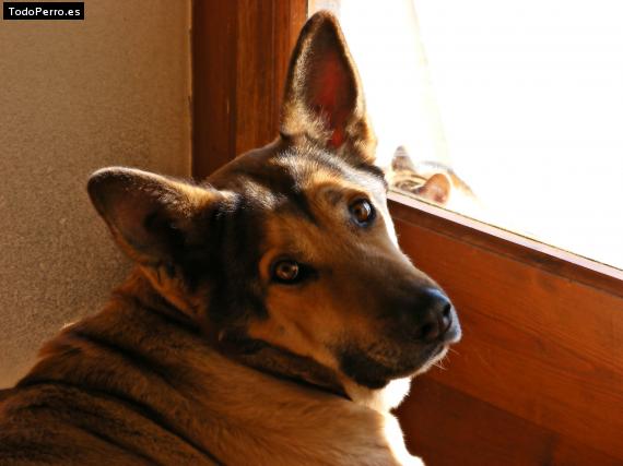 La foto del perro