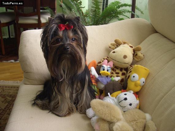 La foto del perro