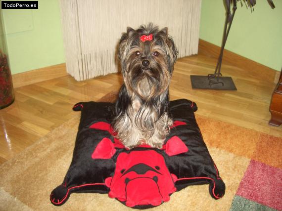 La foto del perro