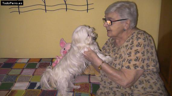 La foto del perro