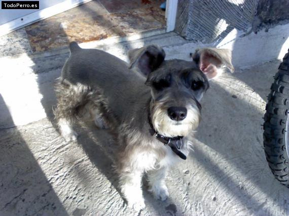La foto del perro