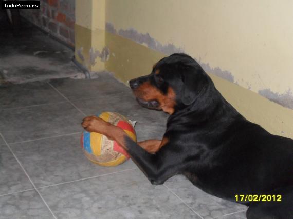 La foto del perro