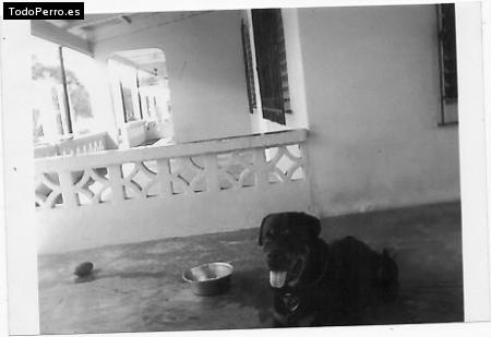 La foto del perro