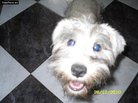 La foto del perro