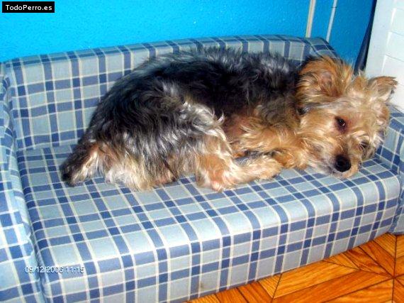 La foto del perro