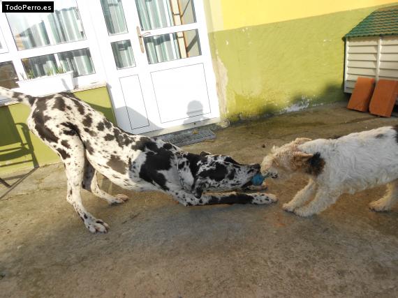La foto del perro