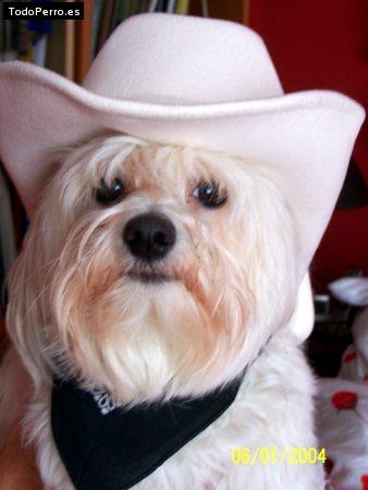 La foto del perro