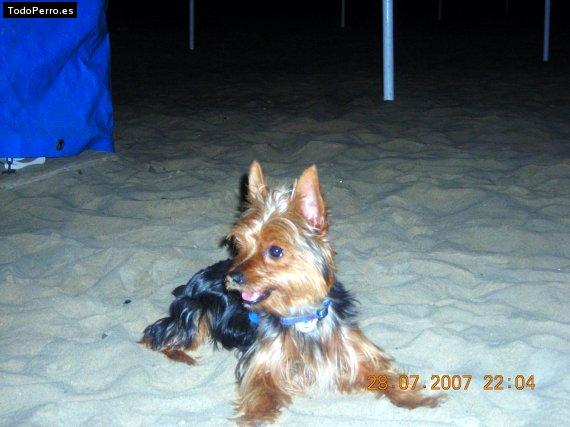 La foto del perro