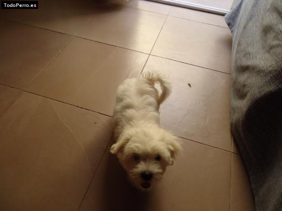 La foto del perro