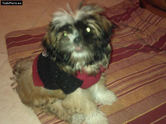 La foto del perro