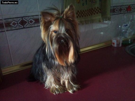 La foto del perro