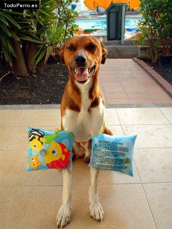 La foto del perro
