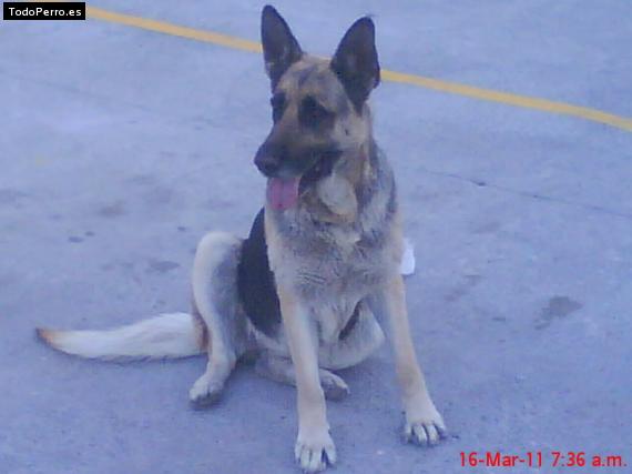 Foto del perro Dolly