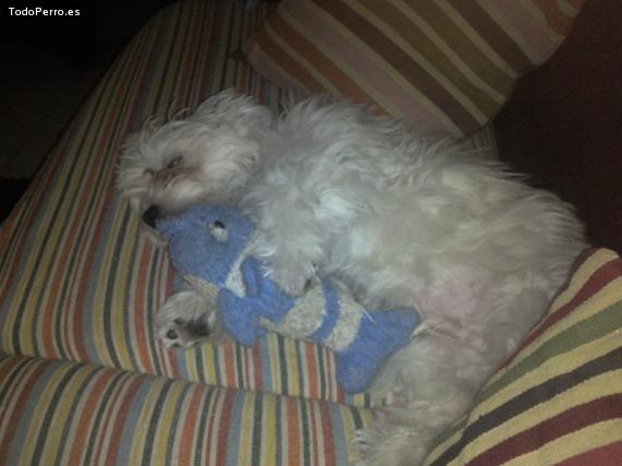 Foto del perro Rony