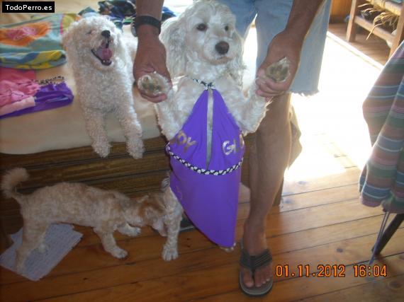 La foto del perro