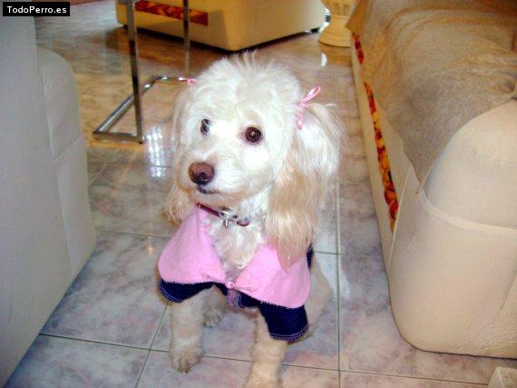 Foto del perro Musa