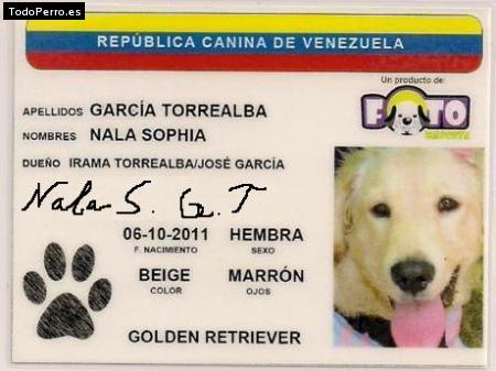 La foto del perro