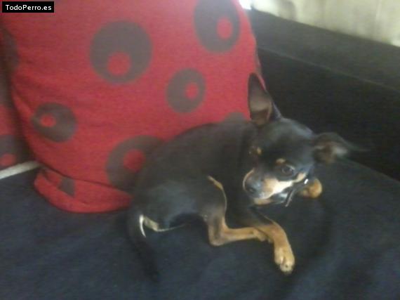 La foto del perro