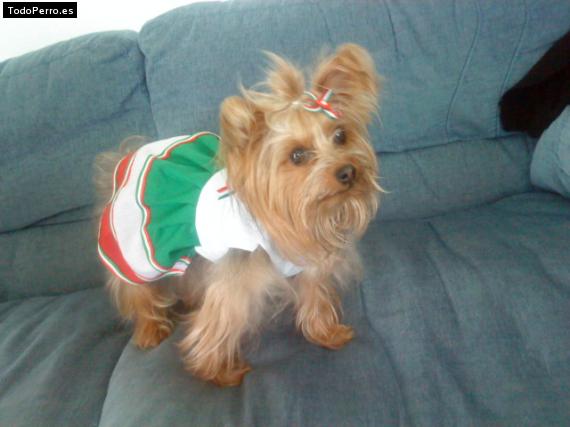 La foto del perro