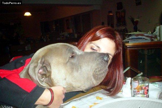 La foto del perro