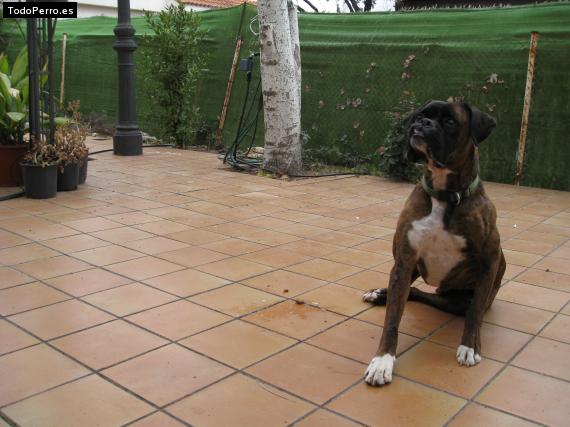 La foto del perro