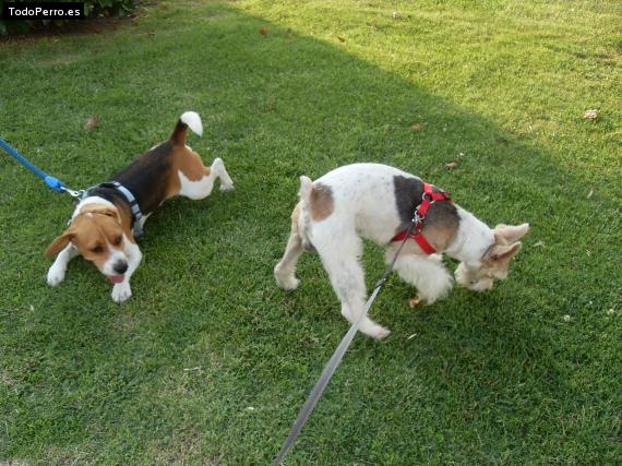 La foto del perro