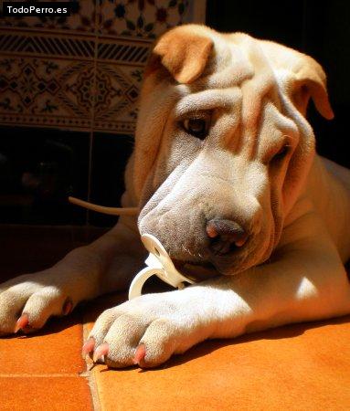 La foto del perro