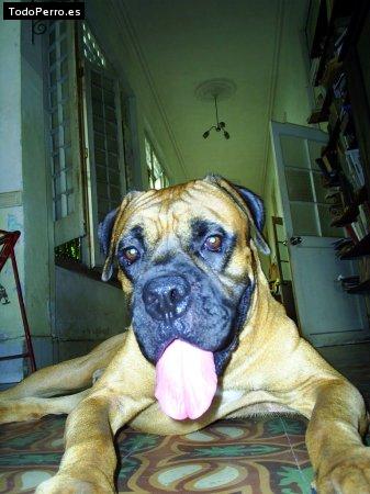 La foto del perro