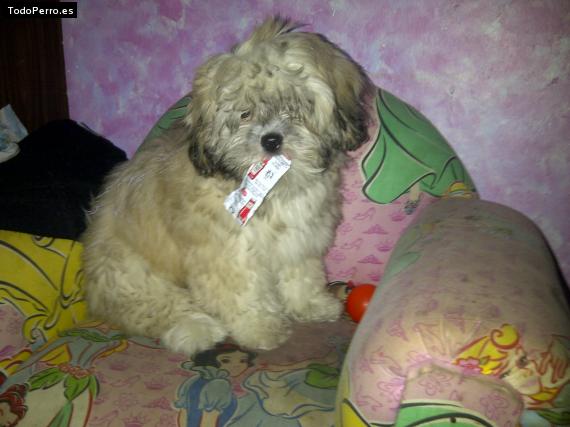 La foto del perro