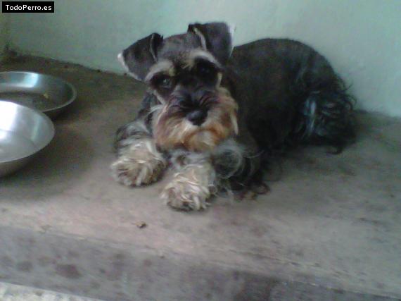 La foto del perro