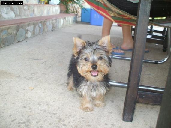 La foto del perro