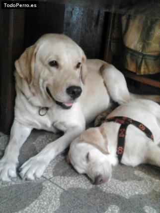 La foto del perro