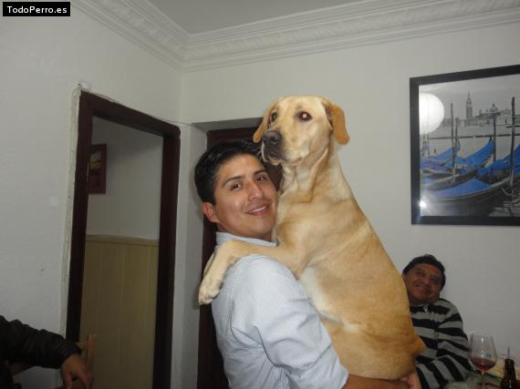 La foto del perro