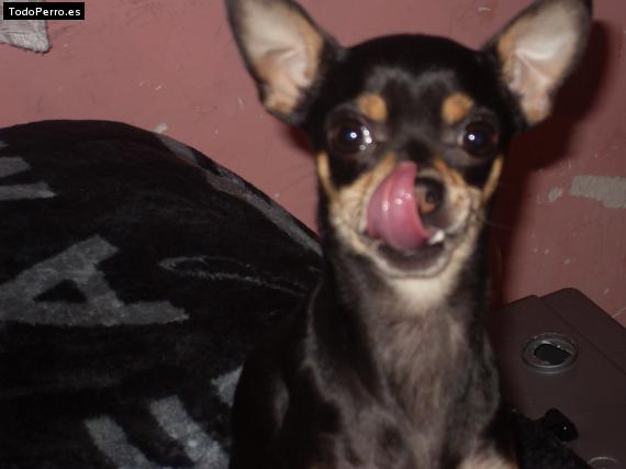 La foto del perro