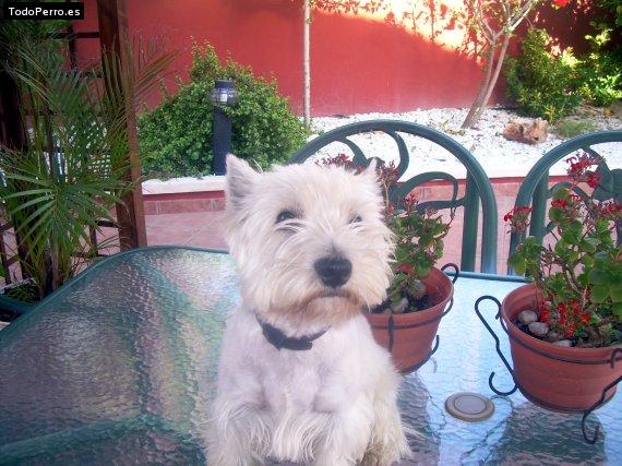 La foto del perro