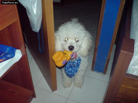 La foto del perro